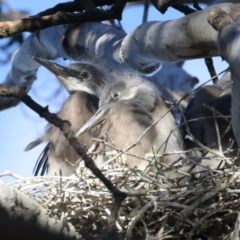 Egretta novaehollandiae at Pialligo, ACT - 2 Nov 2021