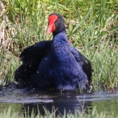 Porphyrio melanotus (Australasian Swamphen) at Jerrabomberra Wetlands - 2 Nov 2021 by jbromilow50