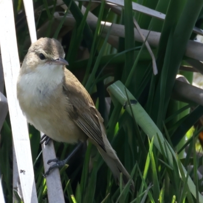 Acrocephalus australis (Australian Reed-Warbler) at Fyshwick, ACT - 2 Nov 2021 by jbromilow50