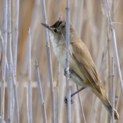 Acrocephalus australis (Australian Reed-Warbler) at Fyshwick, ACT - 2 Nov 2021 by jbromilow50