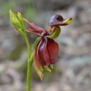 Caleana major at Jerrabomberra, NSW - 15 Nov 2021