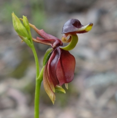 Caleana major (Large Duck Orchid) at Mount Jerrabomberra QP - 15 Nov 2021 by RobG1