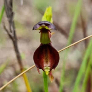 Caleana major at Jerrabomberra, NSW - 15 Nov 2021