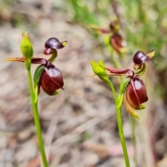 Caleana major at Jerrabomberra, NSW - 15 Nov 2021