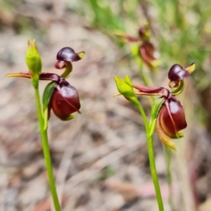 Caleana major at Jerrabomberra, NSW - 15 Nov 2021