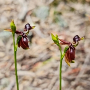 Caleana major at Jerrabomberra, NSW - 15 Nov 2021