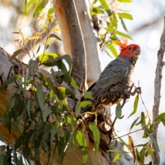 Callocephalon fimbriatum (Gang-gang Cockatoo) at Bruce, ACT - 9 Oct 2021 by Jek