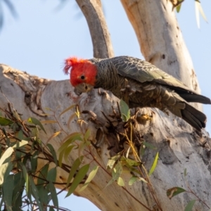 Callocephalon fimbriatum at Bruce, ACT - suppressed