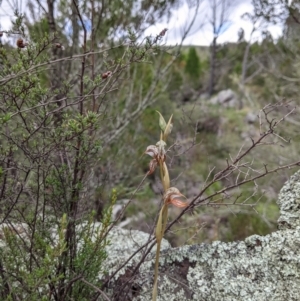 Oligochaetochilus hamatus at Stromlo, ACT - suppressed