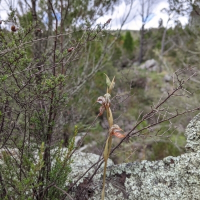 Oligochaetochilus hamatus (Southern Hooked Rustyhood) at Molonglo River Reserve - 15 Nov 2021 by Riko