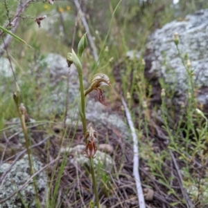 Oligochaetochilus hamatus at Stromlo, ACT - 15 Nov 2021