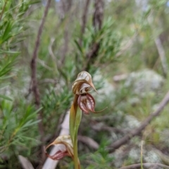 Oligochaetochilus hamatus at Stromlo, ACT - suppressed