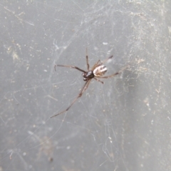 Phonognatha graeffei (Leaf Curling Spider) at McKellar, ACT - 28 Aug 2021 by Amata