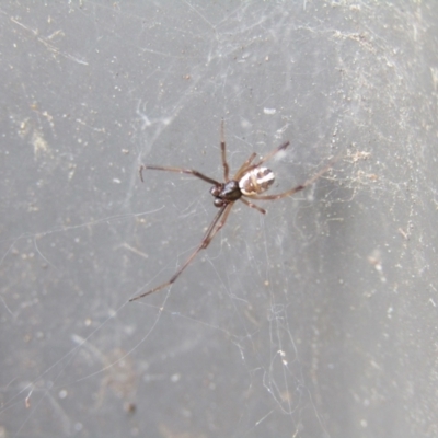 Phonognatha graeffei (Leaf Curling Spider) at McKellar, ACT - 28 Aug 2021 by Birdy