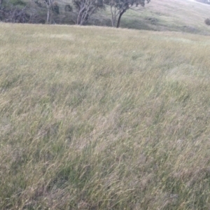 Themeda triandra at Bywong, NSW - 15 Nov 2021