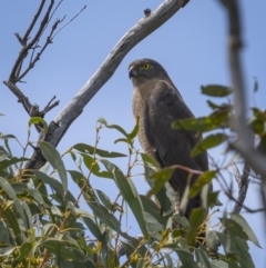 Tachyspiza fasciata (Brown Goshawk) at Jerrabomberra, ACT - 11 Nov 2021 by trevsci