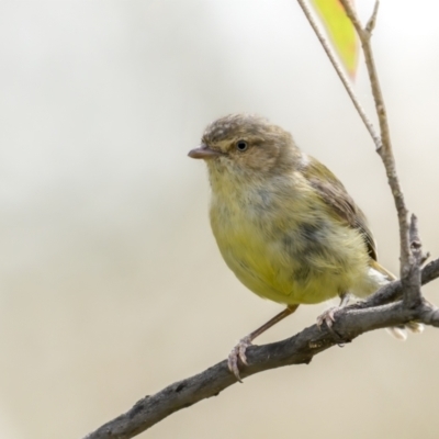 Smicrornis brevirostris (Weebill) at Jerrabomberra, ACT - 10 Nov 2021 by trevsci