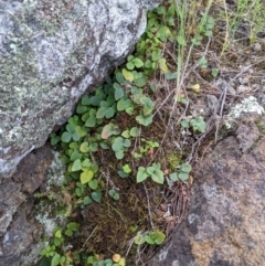 Pellaea calidirupium (Hot Rock Fern) at Molonglo River Reserve - 15 Nov 2021 by Riko