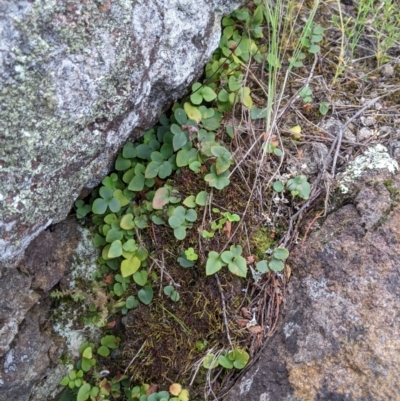 Pellaea calidirupium (Hot Rock Fern) at Lower Molonglo - 15 Nov 2021 by Riko