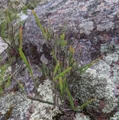 Bossiaea grayi (Murrumbidgee Bossiaea) at Molonglo River Reserve - 15 Nov 2021 by Riko