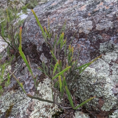 Bossiaea grayi (Murrumbidgee Bossiaea) at Stromlo, ACT - 15 Nov 2021 by Riko