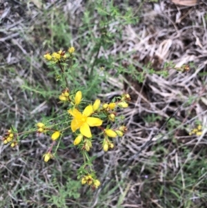 Hypericum perforatum at Belconnen, ACT - 15 Nov 2021