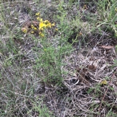 Hypericum perforatum at Belconnen, ACT - 15 Nov 2021