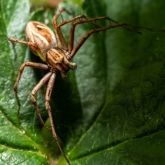 Oxyopes sp. (genus) (Lynx spider) at Evatt, ACT - 15 Nov 2021 by DW