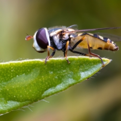 Syrphini (tribe) (Unidentified syrphine hover fly) at Evatt, ACT - 12 Nov 2021 by DW