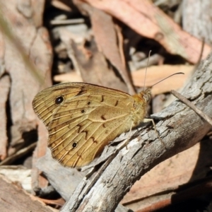 Heteronympha merope at Aranda, ACT - 15 Nov 2021