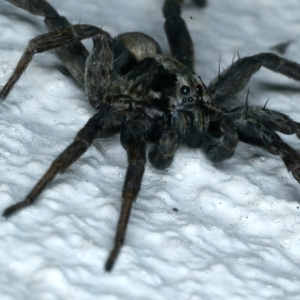 Lycosidae (family) at Ainslie, ACT - 1 Nov 2021 09:00 PM