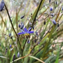 Dianella revoluta (Black-Anther Flax Lily) at Aranda, ACT - 15 Nov 2021 by KMcCue