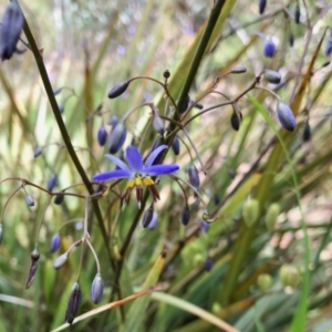 Dianella revoluta at Aranda, ACT - 15 Nov 2021