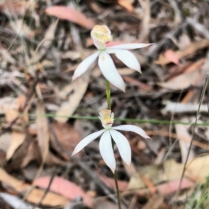 Caladenia moschata at Aranda, ACT - 15 Nov 2021