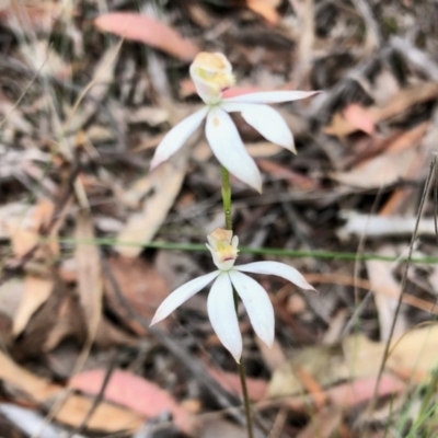 Caladenia moschata (Musky Caps) at Aranda, ACT - 15 Nov 2021 by KMcCue