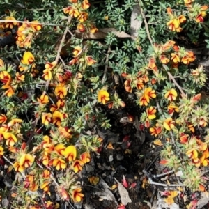 Pultenaea procumbens at Aranda, ACT - 15 Nov 2021 02:32 PM