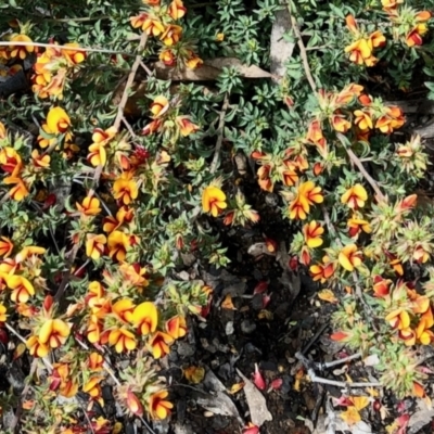 Pultenaea procumbens (Bush Pea) at Aranda Bushland - 15 Nov 2021 by KMcCue