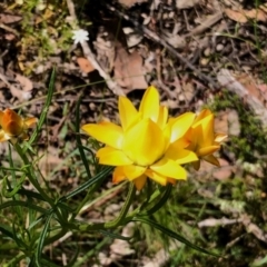 Xerochrysum viscosum (Sticky Everlasting) at Aranda, ACT - 15 Nov 2021 by KMcCue