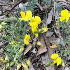 Gompholobium huegelii (pale wedge–pea) at Aranda, ACT - 15 Nov 2021 by KMcCue