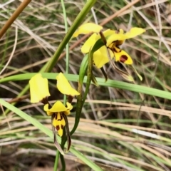 Diuris sulphurea (Tiger Orchid) at Aranda, ACT - 15 Nov 2021 by KMcCue