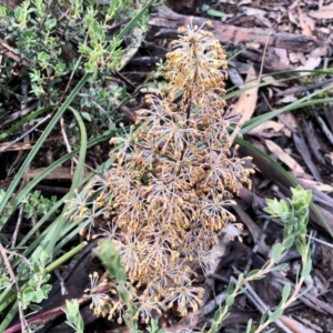 Lomandra multiflora at Aranda, ACT - 15 Nov 2021 02:34 PM