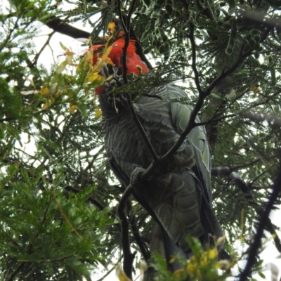 Callocephalon fimbriatum (Gang-gang Cockatoo) at Acton, ACT - 9 Nov 2021 by HelenCross