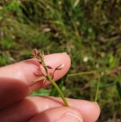 Grona varians (Slender Tick-Trefoil) at West Albury, NSW - 14 Nov 2021 by erika