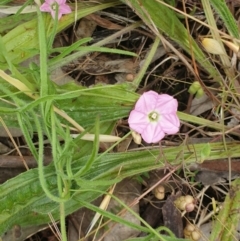 Convolvulus angustissimus subsp. angustissimus (Australian Bindweed) at West Albury, NSW - 14 Nov 2021 by erika