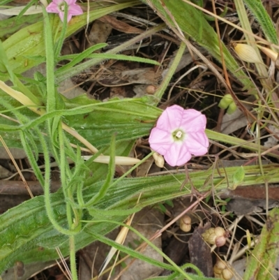 Convolvulus angustissimus subsp. angustissimus (Australian Bindweed) at West Albury, NSW - 14 Nov 2021 by erika