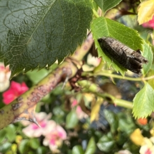 Cydia pomonella at Murrumbateman, NSW - 11 Nov 2021