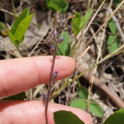 Glycine tabacina (Variable Glycine) at West Albury, NSW - 14 Nov 2021 by erika