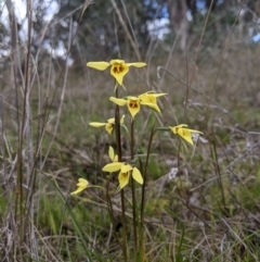 Diuris chryseopsis (Golden Moth) at Molonglo Valley, ACT - 16 Sep 2021 by Riko