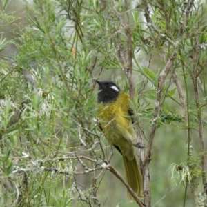 Nesoptilotis leucotis at Karabar, NSW - 14 Nov 2021 01:47 PM