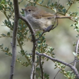 Acanthiza pusilla at Karabar, NSW - 14 Nov 2021 02:47 PM